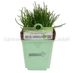 [8843021] Schnittlauch 11x11 Greenbar 