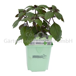 [8843096] Strauchbasilikum 11x11 Greenbar rot 