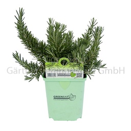 [8843567] Rosmarin hängend 11x11 Greenbar 