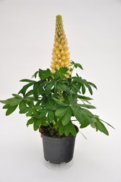 Lupine T19 "Westcountry" 